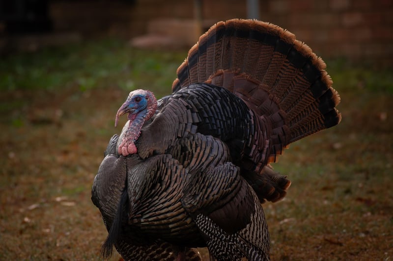 Maple Glazed Roast Turkey